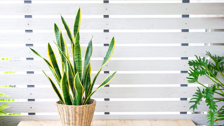 Potted snake plant in front of white slat wall