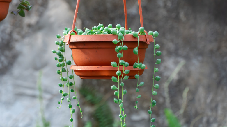 string of pearls plant in hanging planter