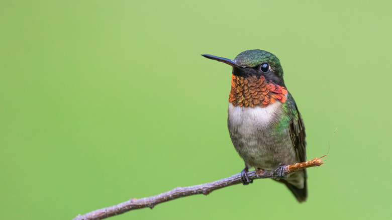 An adorable hummingbird sitting on a branch