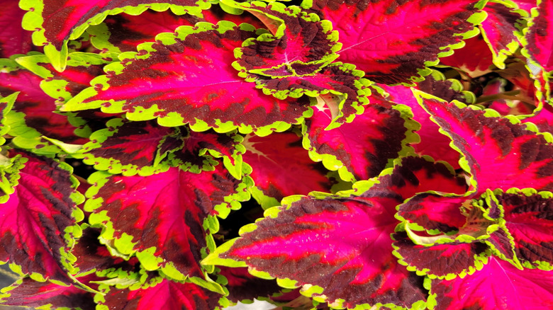 Close-up of coleus 'Heartbreaker' showing the brightly colored leaves