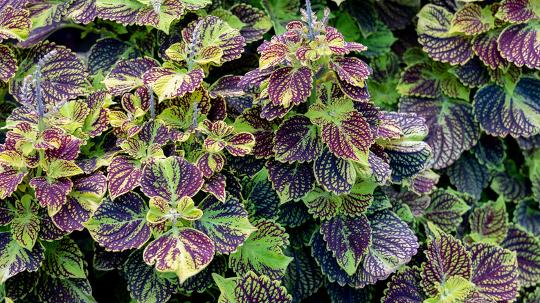 Coleus 'ColorBlaze El Brighto' showing the brightly-colored variegated leaves