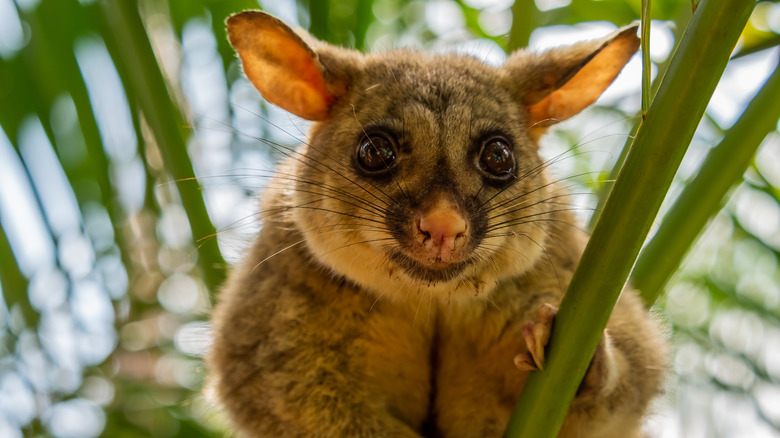 Possum in a tree