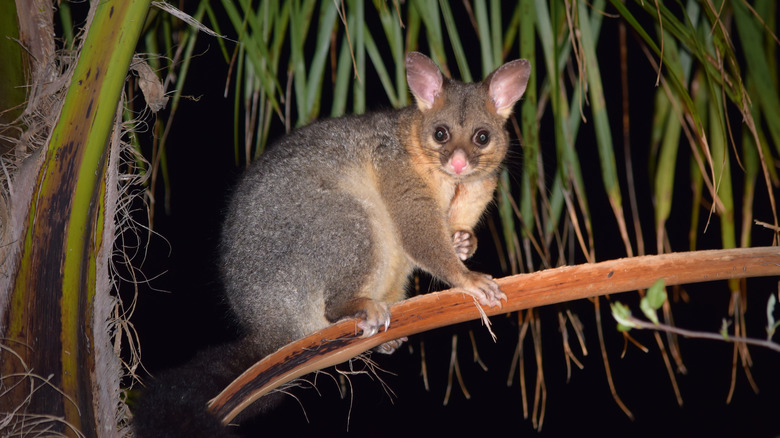 Brushtail possum at night