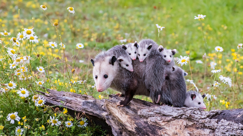 Opossum with babies on back