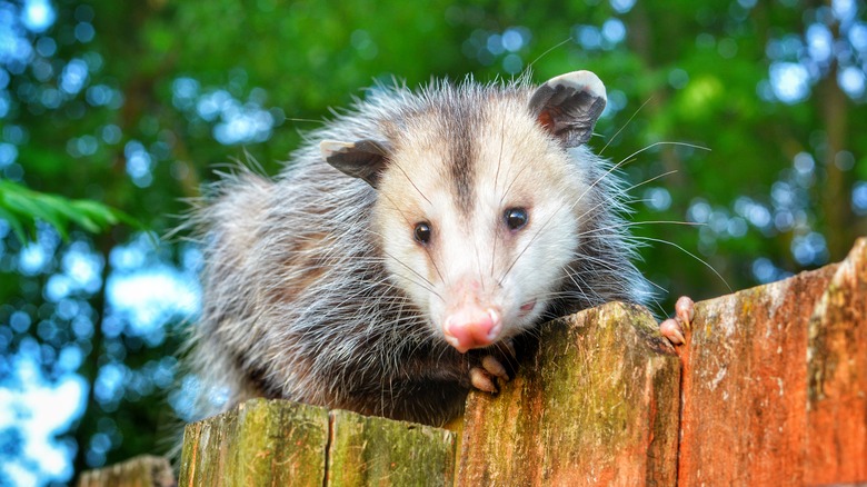 Opossum on a fence