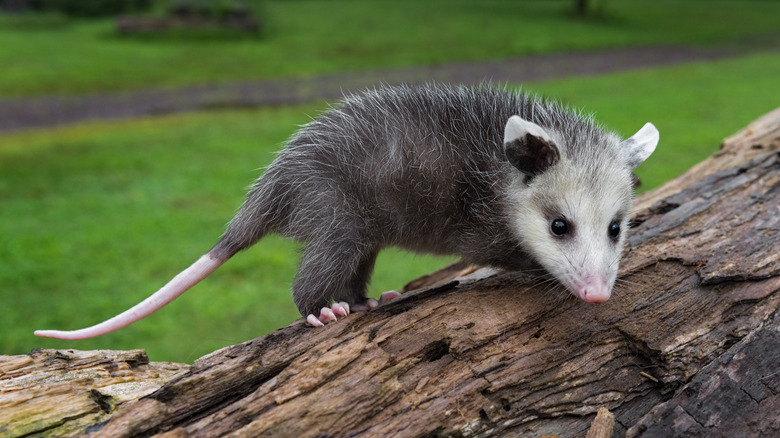 Opossum on a log