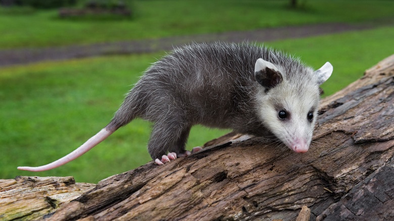 Possum Vs. Opossum: What Is The Difference?