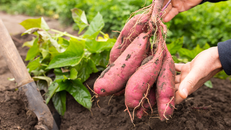 Newly harvested sweet potatoes