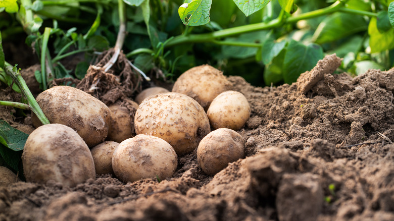 Freshly dug-up potatoes