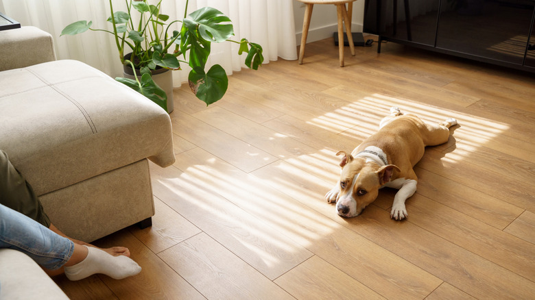 Dog laying on wood floor in living room