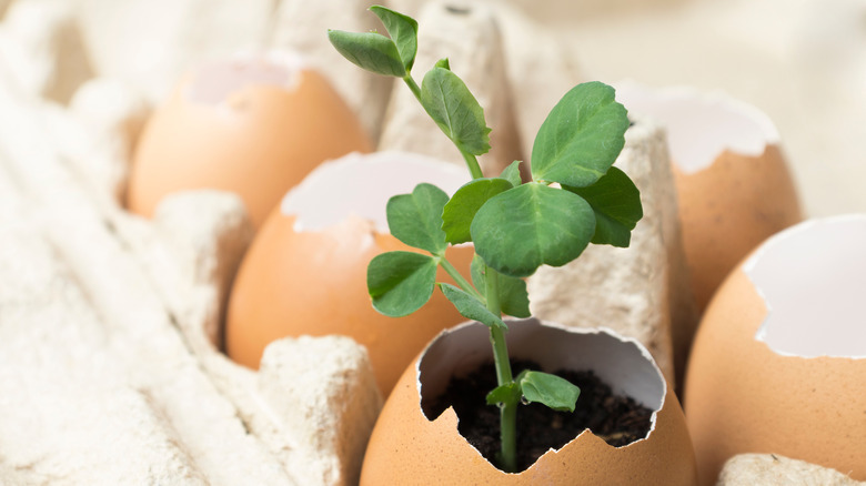 Seedling growing in hatched egg