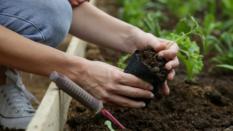 Transplanting vegetable plant to soil