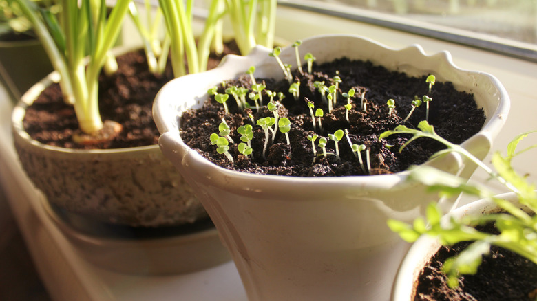 seedlings growing indoors