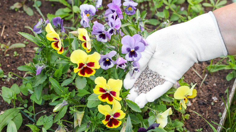 A white gloved hand with fertilizer granules ready to spread around the flower bed