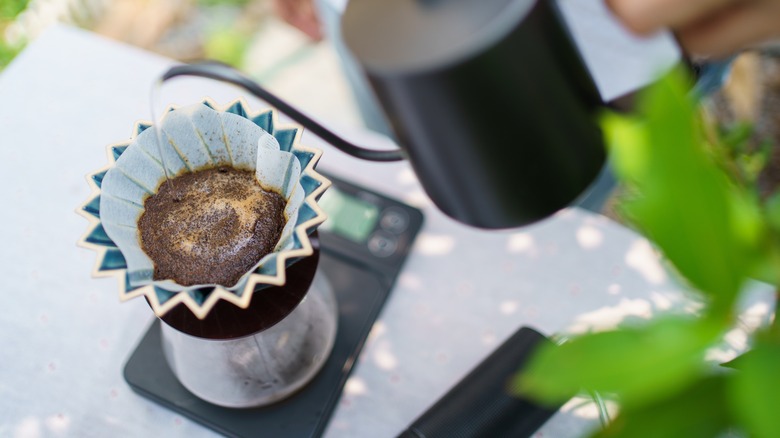 pour-over coffee filter plant foreground