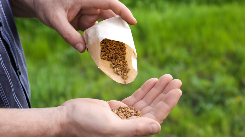 person pouring seeds into hand