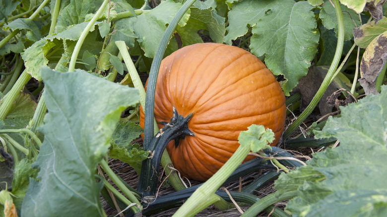 orange pumpkin growing in garden