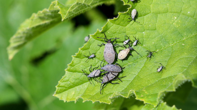 squash bugs on leaf