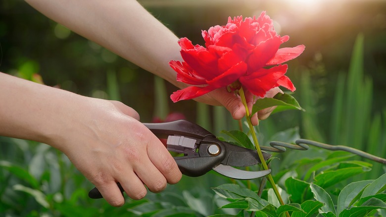 Cutting flower head from plant 