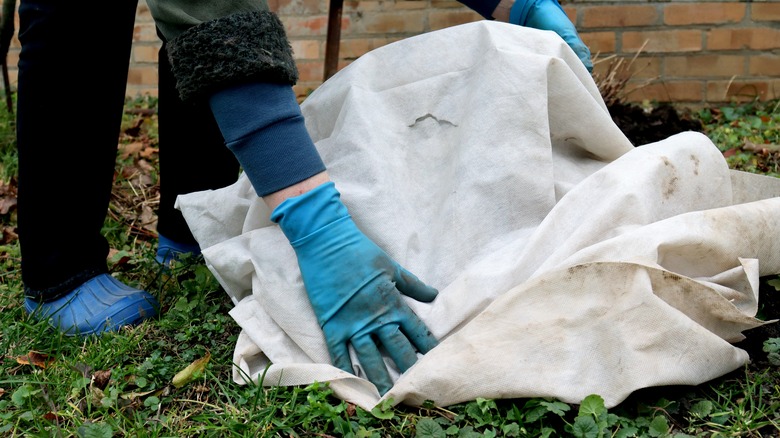 Person placing fleece over plant