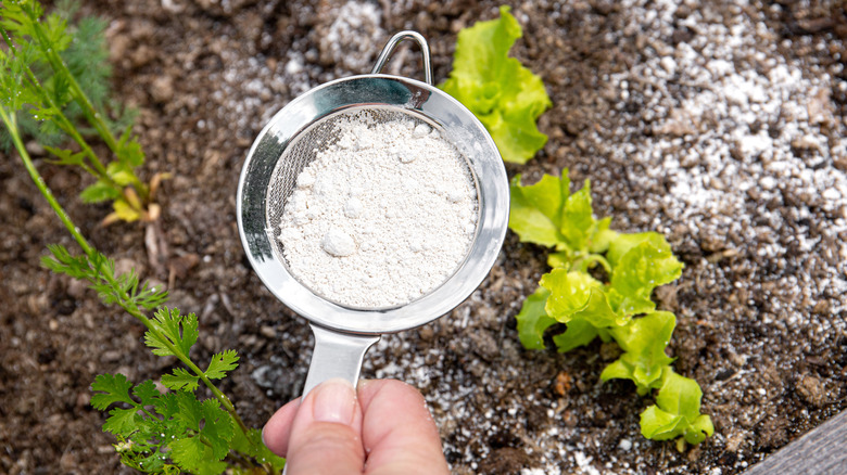 sprinkling diatomaceous earth on lawn