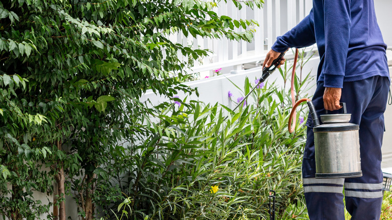 An exterminator spraying around a white fence in a lush garden