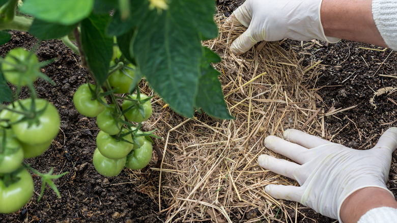 Person mulching tomato plant