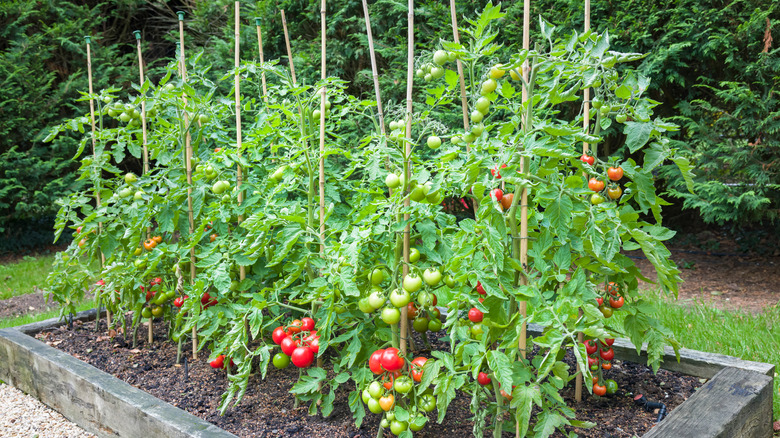 Staked tomato plants in garden