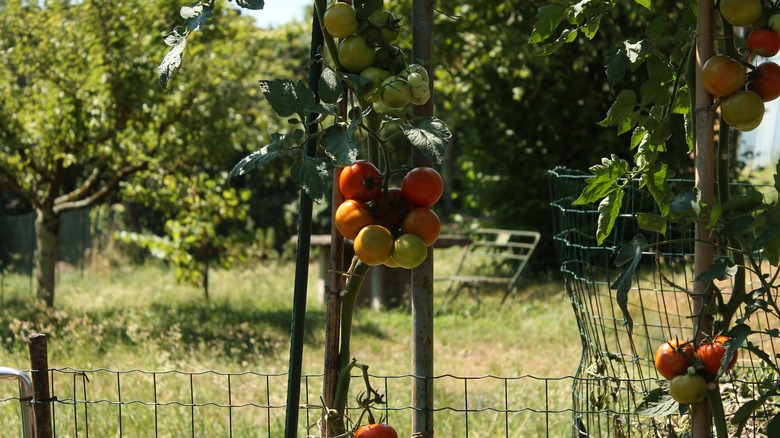 Tomato vines in shade