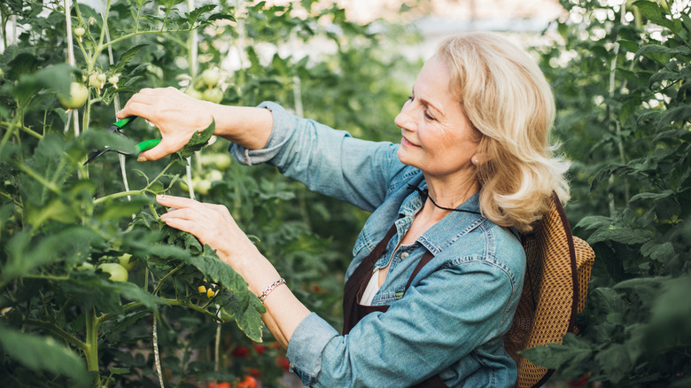 Woman pruning tomatoes