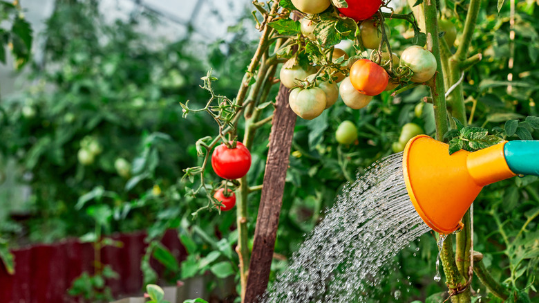 Watering staked tomato plant