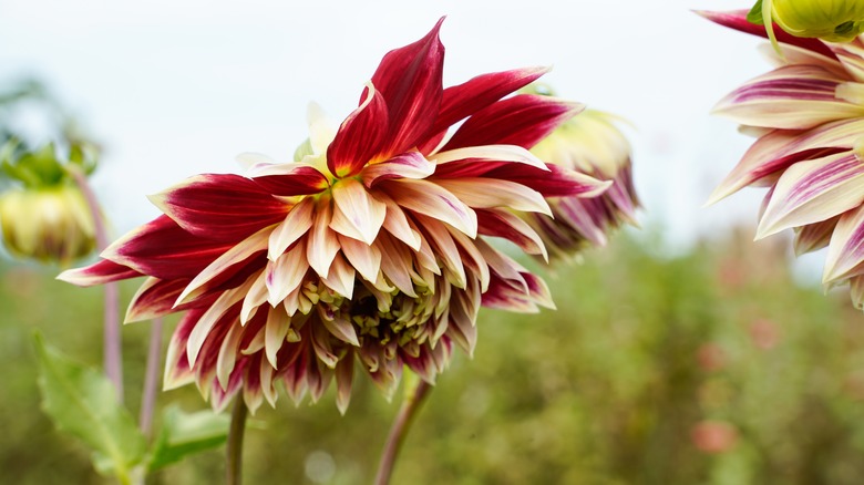 Red dahlias drooping in garden