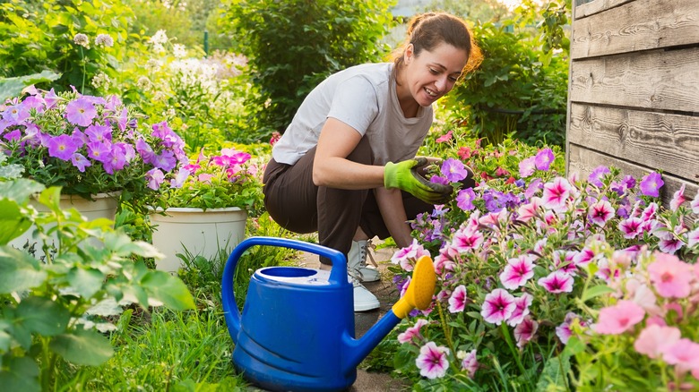 woman planting groundcover in garden