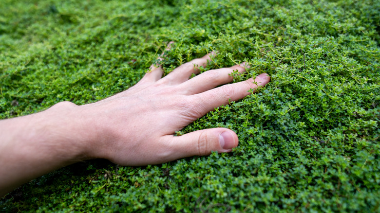 man's hand touching creeping thyme 