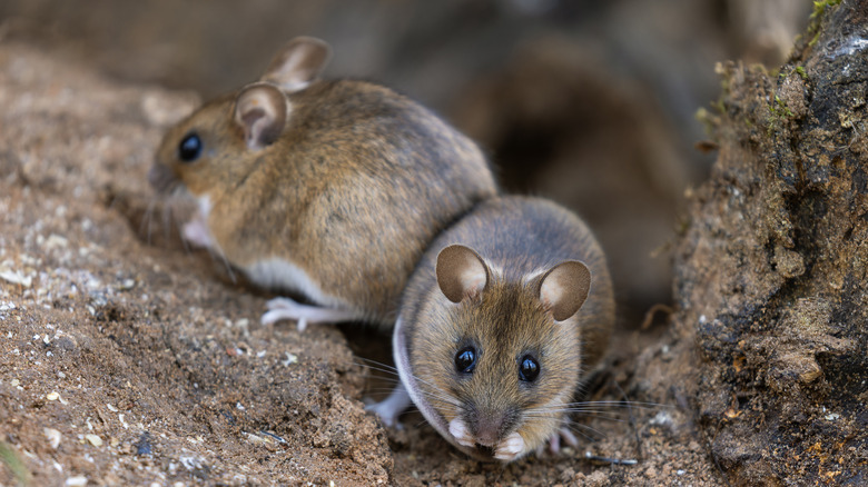 Mice eating seeds