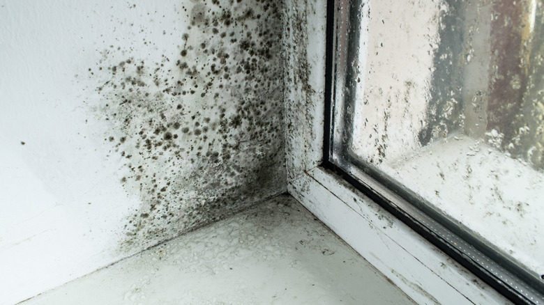 Mold on window sill