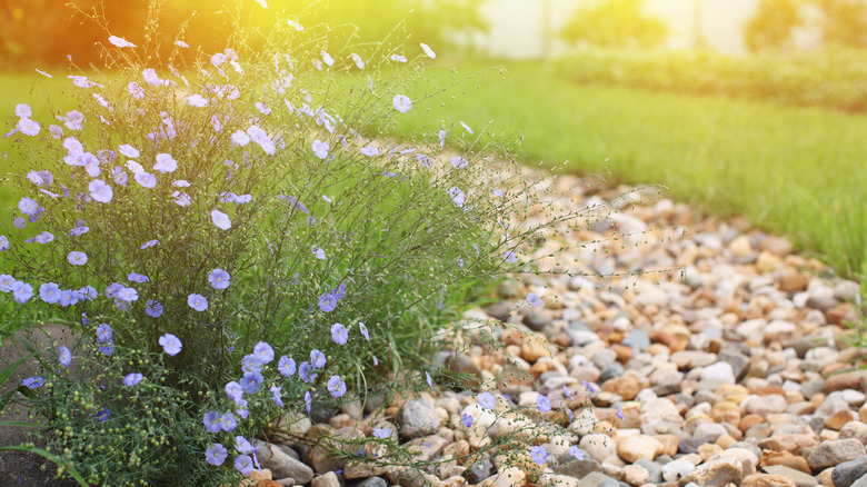 dry creek bed