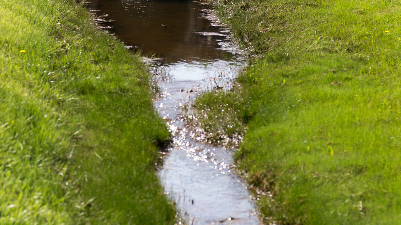 grassy swale