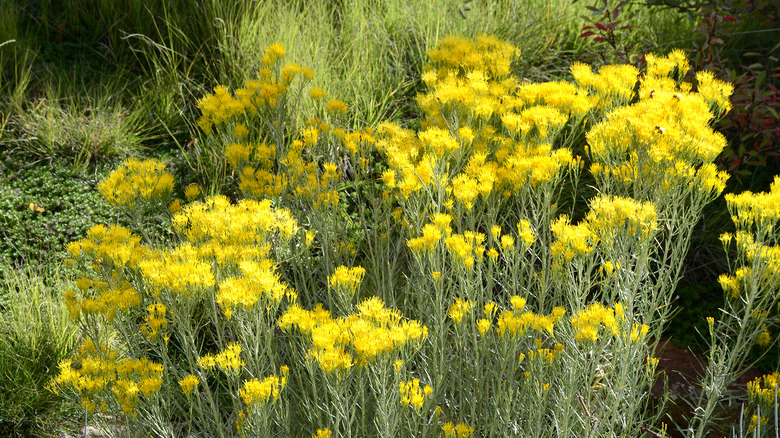 native plants