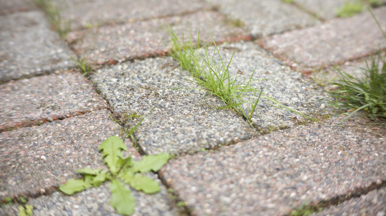 weeds growing between patio stones