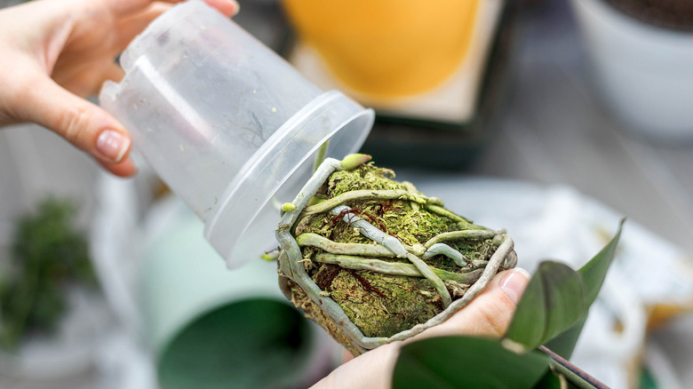 A person places an orchid into a clear plant pot.