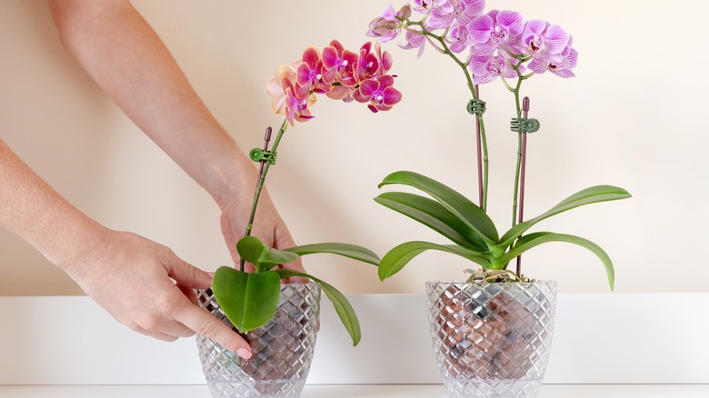 Two orchids bloom in clear pots.