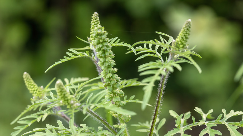 Closeup of ragweed flowers