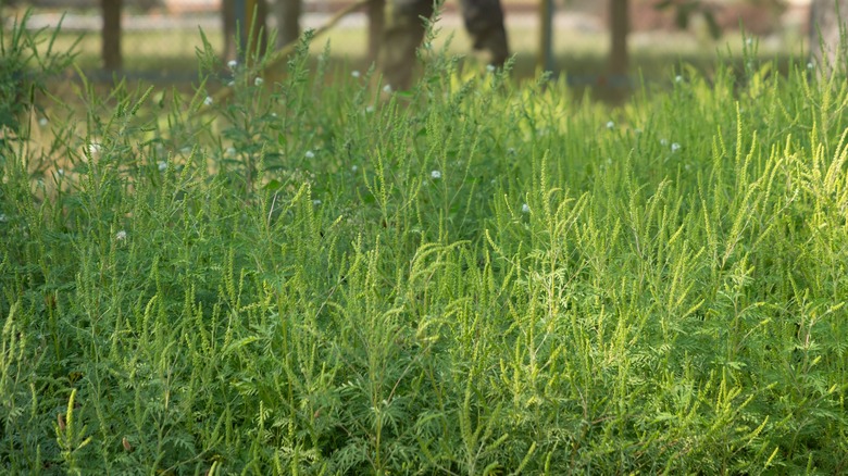 Ragweed in a yard