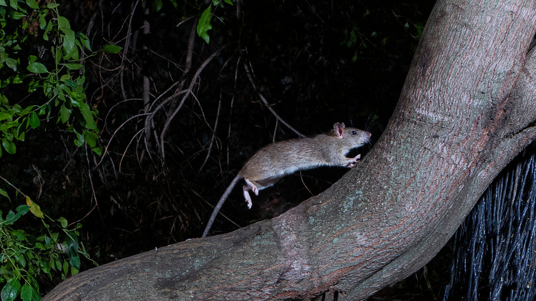 Roof rat running along tree branch