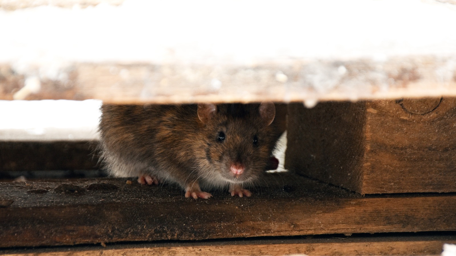 https://www.housedigest.com/img/gallery/prevent-roof-rats-from-invading-your-home-with-these-essential-tips/l-intro-1699309104.jpg