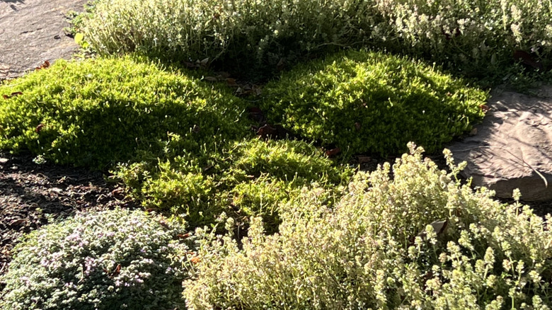 Creeping thyme and other sun-loving ground covers grow together