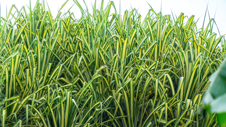 A group of 'Ice Dance' clumps growing together