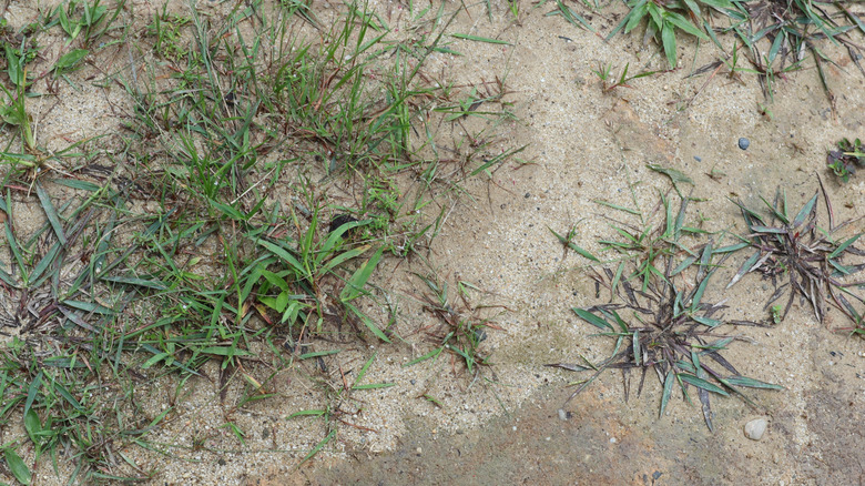 Various weeds grow in a patch of bare, compacted sandy soil