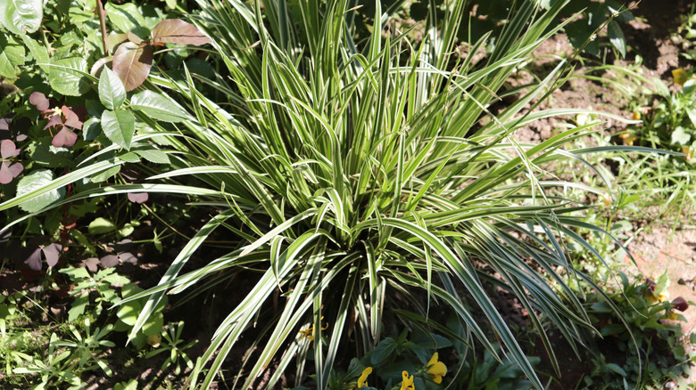 A clump of Ice Dance carex is surrounded by other vegetation.